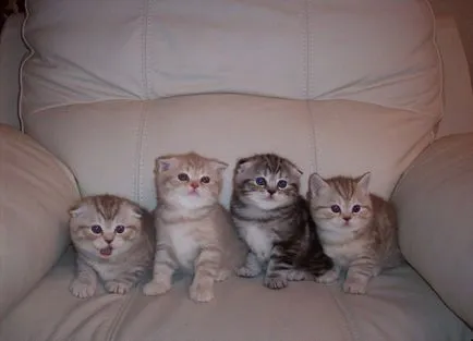 Scottish Fold - a macska nem tud miau (Scottish fold tenyészetben) Scottish Fold - a macska nem tud miau