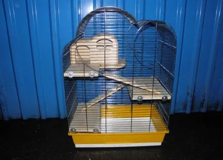 Chinchilla - kezelés és karbantartás otthon (Chinchilla) Chinchilla - kezelés és karbantartás az otthoni