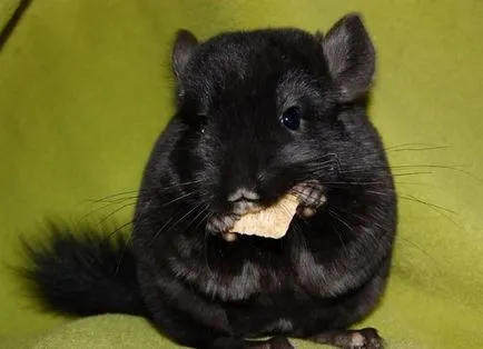 Chinchilla - kezelés és karbantartás otthon (home csincsilla) Chinchilla - kezelés és karbantartás az otthoni