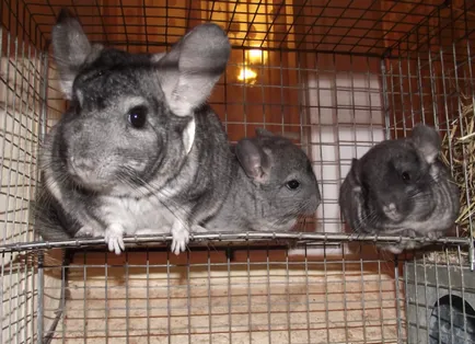 Chinchilla - kezelés és karbantartás otthon (ellátás) Chinchilla - kezelés és karbantartás az otthoni