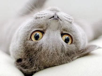 Scottish Fold - a macska nem tud miau (aki képes) Scottish Fold - a macska nem tud miau