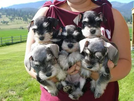 Schnauzer mindenféle leírás és képek
