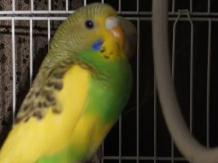 Gyulladásos tünetek kezelésére golyva törpepapagájok (gyulladás) A tünetek kezelésében, golyva gyulladás budgies
