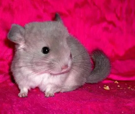 Chinchilla - karbantartás és gondozás