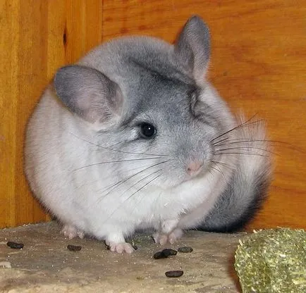 Chinchilla - karbantartás és gondozás