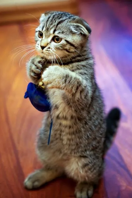 Scottish Fold - a macska nem tud miau (Scottish fold) Scottish Fold - a macska nem tud miau