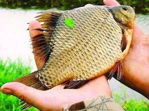 Hány élő ponty - halászat a feeder