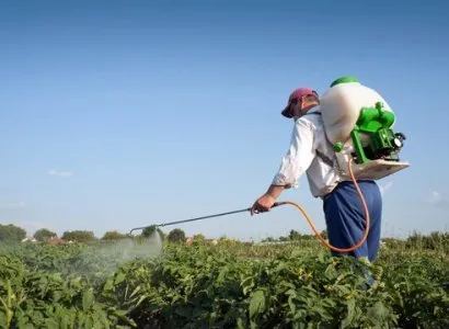 Hányszor egy szezonban szükséges permetezni a burgonya a burgonyabogár (burgonyabogár) Hányszor egy szezonban szükséges permetezni a burgonya a Colorado bogár