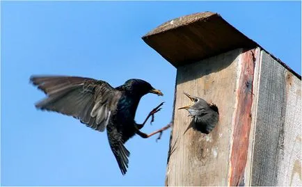 Starling - fotó, leírás, élőhely, táplálkozás, szaporodás
