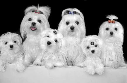 Milyen idős kutyák élnek átlagban az otthon, az utcán (élő) Hány kutya él évben átlagosan, az otthon, az utcán,