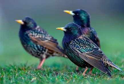 Starling - fotó, leírás, élőhely, táplálkozás, szaporodás