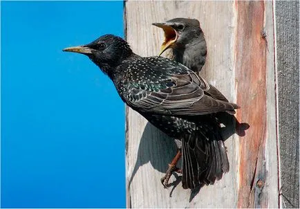 Starling - fotó, leírás, élőhely, táplálkozás, szaporodás