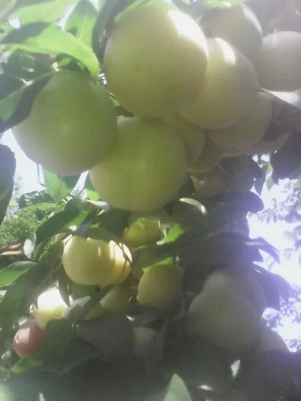 Plum tenyésztés, ültetés és gondozás (sok örömet) Plum tenyésztés, ültetés és gondozás