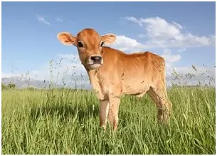 Karbantartás és ápolás a borjú otthon
