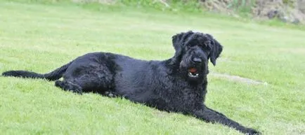 Kutya schnauzerek - típusok, a fő különbség (Schnauzer) Kutya schnauzerek - típusok a fő különbségek