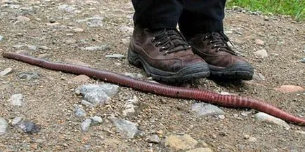 Álomértelmezés feltérképezés feltérképezni hogy álom, egy álom