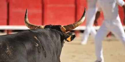 Álomértelmezés megölni egy bika, amely álom megölni egy álom bika (bull) Álomértelmezés megölni egy bika, amely álom megölni egy bika egy álom