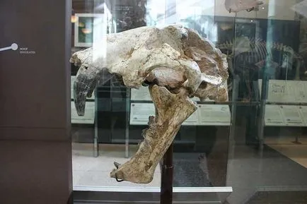 Smilodon kardfogú macskák és egyéb