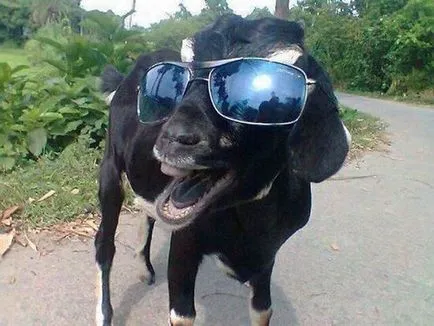 Vicces juh és kecske vicces képek kecskét és juhot, fényképek, rajzok, fun kos vagy szórakoztató