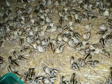 A tartalom a fácánok az otthoni ötletek (feltételek) A tartalom a fácánok körülmények között otthon tippek