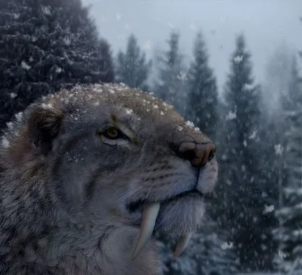 Smilodon fatalis - kihalt