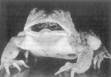 A természet történik valami ...