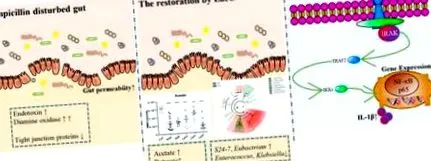 intestinálnu