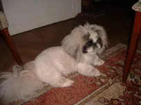 pekingi fodrász