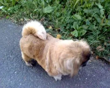 pekingi fodrász