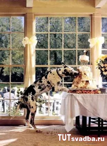 Esküvői balesetek - egy esküvői portál itt esküvő (menyasszonyi) Esküvői balesetek - esküvői portált Wedding