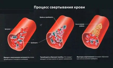 A véralvadás mint folyamat véralvadás bekövetkezik