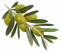 test vaj nem fogja elrontani, a blog az egészség és a szépség (olajjal) test vaj nem fogja elrontani, a blog egészség és szépség