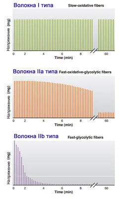 Típusú izomrostok
