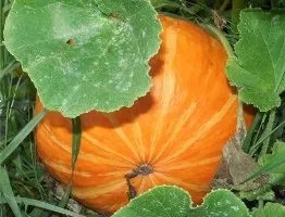 Pumpkin - a termesztési és ápolási a nyílt terepen, mint a kert (tök) Pumpkin - a termesztési és ápolási a szabadban, szeretem a kertben