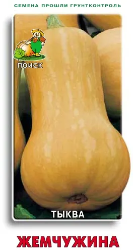 Pumpkin - a termesztési és ápolási a nyílt terepen, mint a kert (növekvő) Pumpkin - a termesztési és ápolási a szabadban, szeretem a kertben
