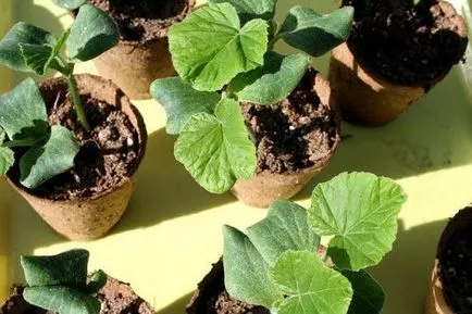 Pumpkin - a termesztési és ápolási a nyílt terepen, mint a kert (tök) Pumpkin - a termesztési és ápolási a szabadban, szeretem a kertben