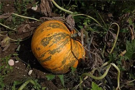 Pumpkin - a termesztési és ápolási a nyílt terepen, mint a kert (föld) Pumpkin - a termesztési és ápolási a szabadban, szeretem a kertben