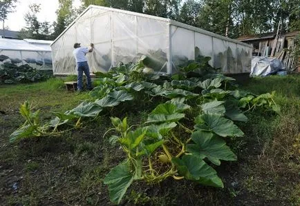 Pumpkin - a termesztési és ápolási a nyílt terepen, mint a kert (föld) Pumpkin - a termesztési és ápolási a szabadban, szeretem a kertben