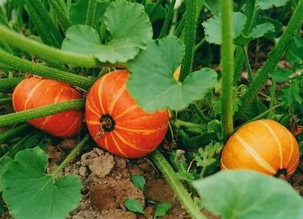 Pumpkin - a termesztési és ápolási a nyílt terepen, mint a kert (növekvő) Pumpkin - a termesztési és ápolási a szabadban, szeretem a kertben