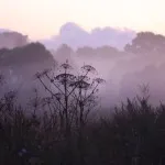 Fog leírása, okok, típusok (fotó) (nagyobb méret) Fog leírás, okai, típusai (fotók)