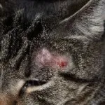 Harmadik szemhéj egy macska okoz és a kezelés az otthoni fotó, kotizm (kezelés) Harmadik szemhéj egy macska okoz és a kezelés az otthoni fotókkal, kotizm