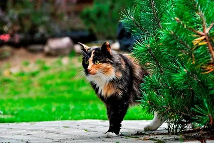 Calico cat jelek - szerencsére én is a házban (a jelek) Calico cat jelek - szerencsére én is a házban