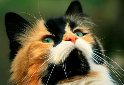 Calico cat jelek - szerencsére én is a házban (jel cat Három színű háza boldogság) Calico cat jelek - szerencsére én is a házban