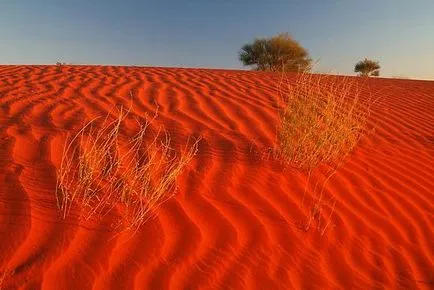 Trópusi sivatagi közös jellemzője; a legfényesebb képviselői a (Desert) Trópusi sivatagi közös jellemzője; a legfényesebb képviselői