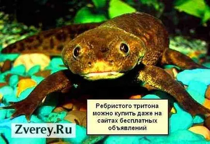 Triton otthon tartási, takarmányozási, ápolás, tenyésztés