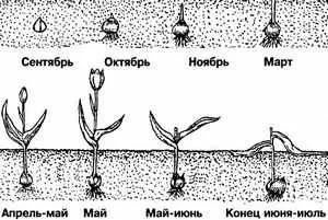 Tulipán kifakult, hogy több tanácsos csinálni velük, amikor ásni (tulipán fakult, hogy mit kell tennie, ha valaha is) Tulipán kifakult, hogy több tanácsos csinálni velük, amikor ásni