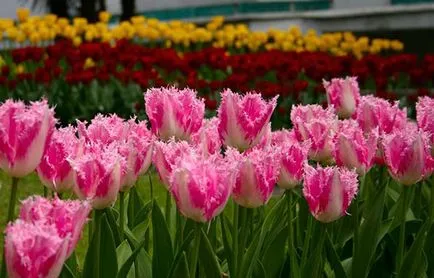 Tulipán virágzás után mi a teendő, ha ásni, hogyan kell tárolni