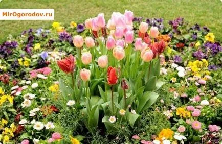 Tulipán megfakult, mit kell tenni a nyáron