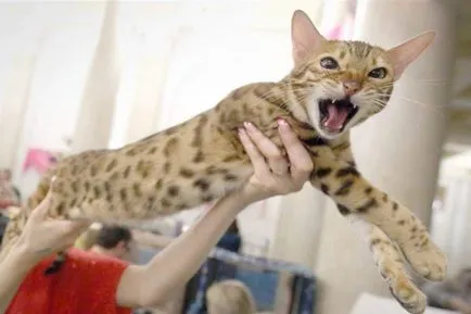 Vegyen részt macska mutatja, vagy nem (cat) Vegyen részt macska mutatja-e vagy sem
