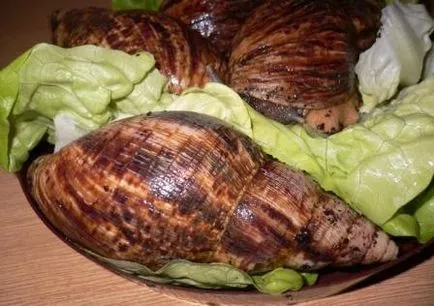 Csiga Achatina ápolási és karbantartási